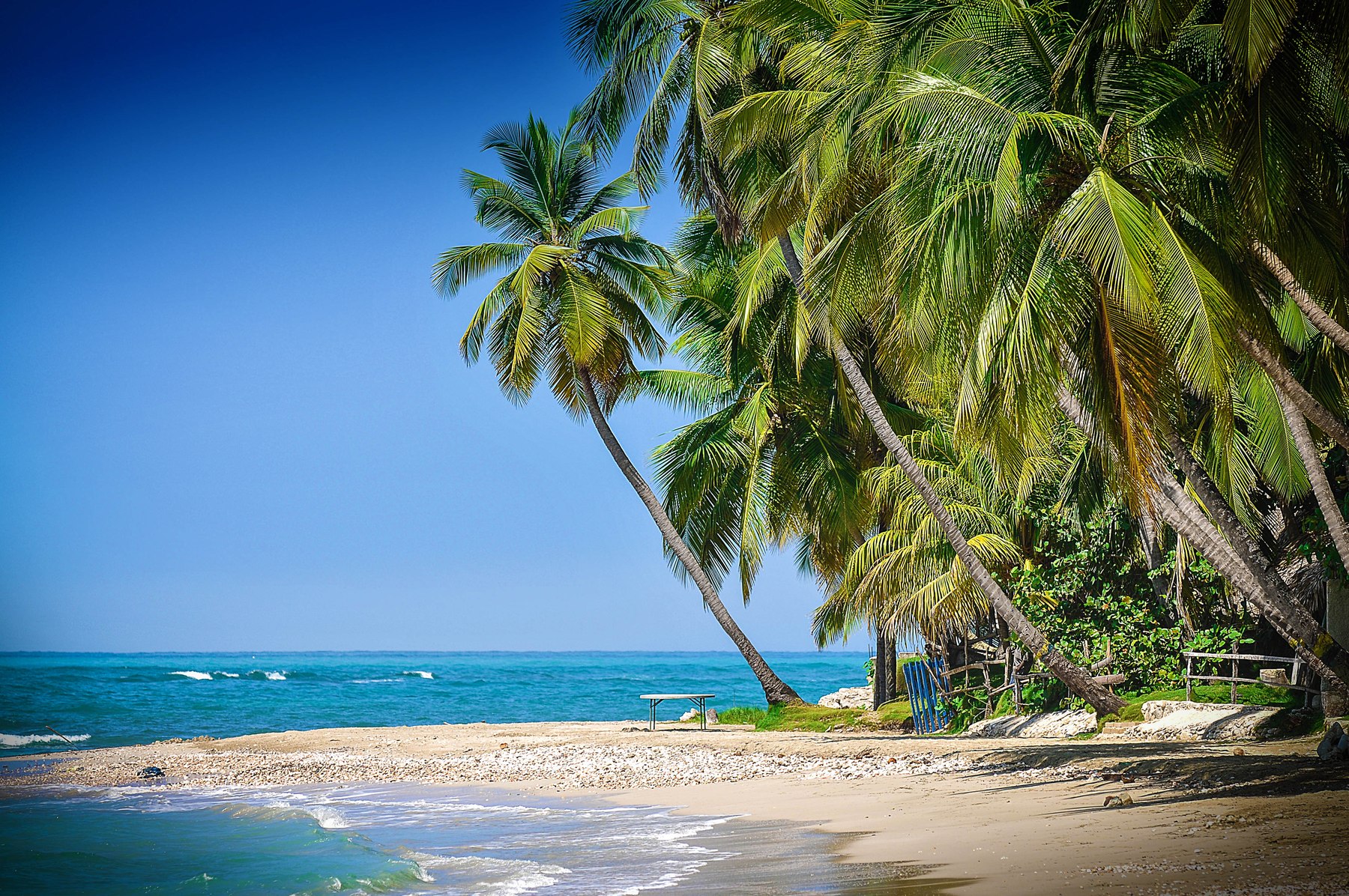 Palmiers penchés sur une plage et une mer turquoise.